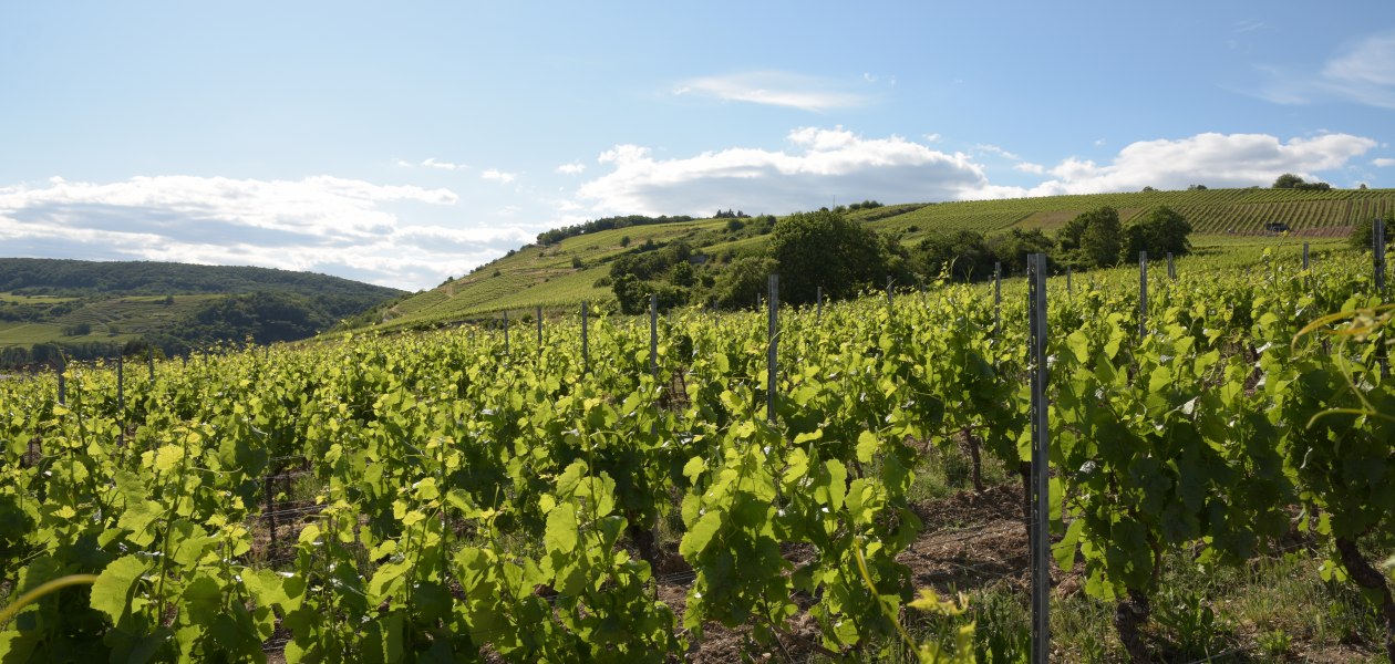 © Weingut Riffel © Weingut Riffel