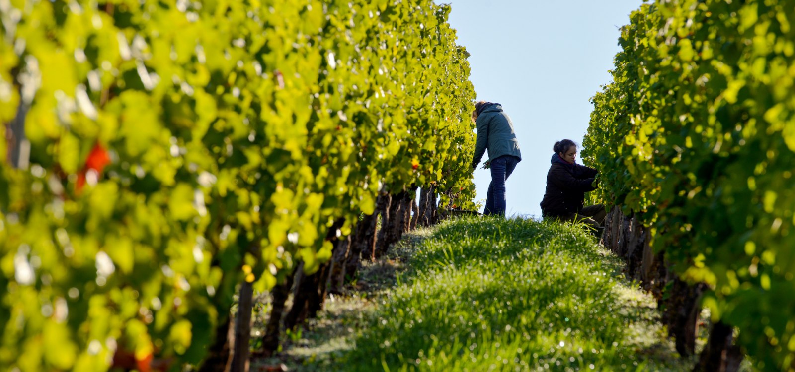 © Weingut Georg Gustav Huff © Weingut Georg Gustav Huff