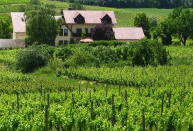 Weingut Rebenhof © Weingut Rebenhof Weingut Rebenhof © Weingut Rebenhof