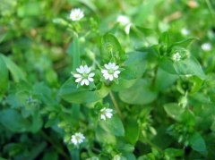 Chickweed vineyard Chickweed vineyard