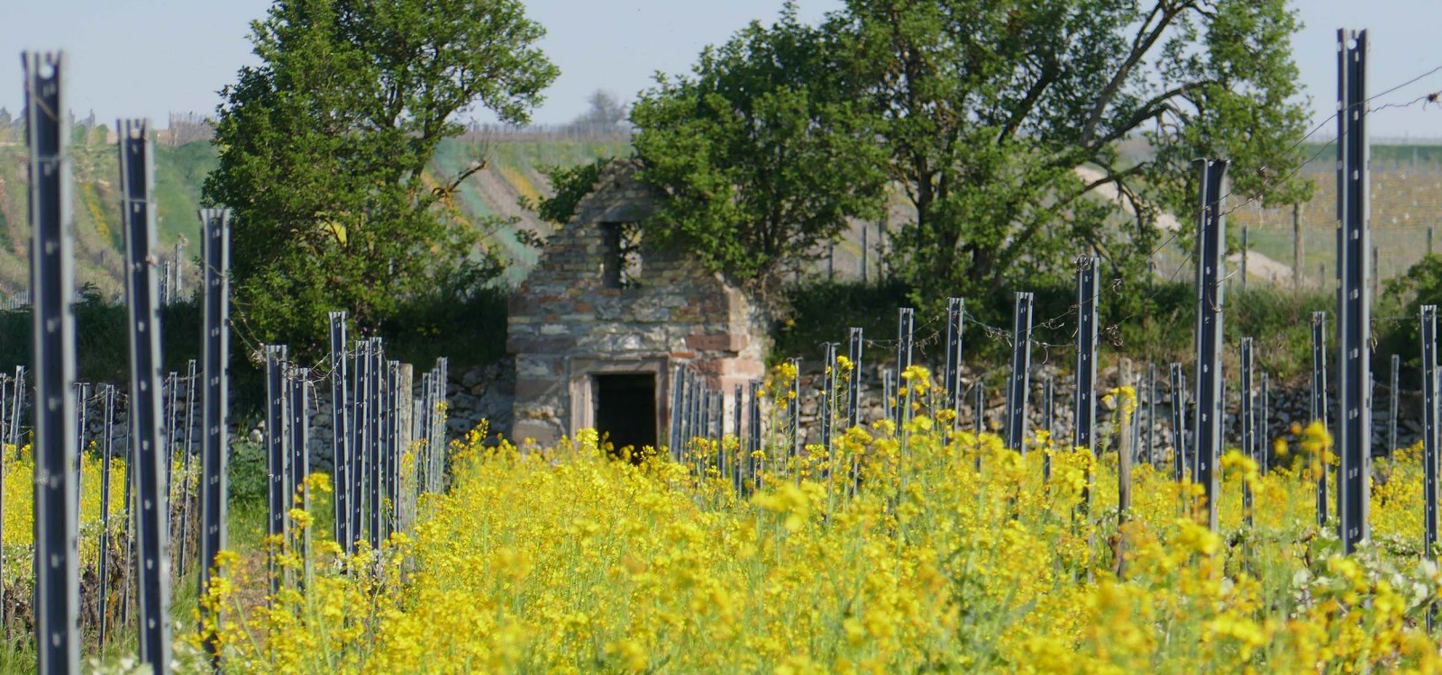 Weinbergshäuschen und Raps Weinbergshäuschen und Raps