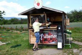 Ran an die Erdbeeren – mit dem Körbchen ins Erdbeerfeld Ran an die Erdbeeren – mit dem Körbchen ins Erdbeerfeld
