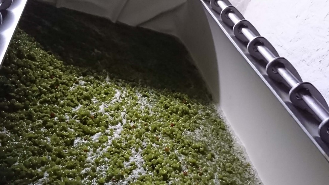 Weingut Schuhmacher_Trauben, © Weingut Schuhmacher Weingut Schuhmacher_Trauben, © Weingut Schuhmacher