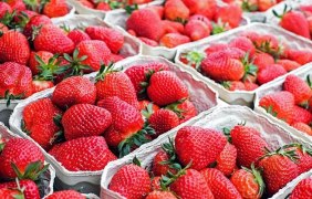 Erdbeeren Pflücke © pixabay Erdbeeren Pflücke © pixabay