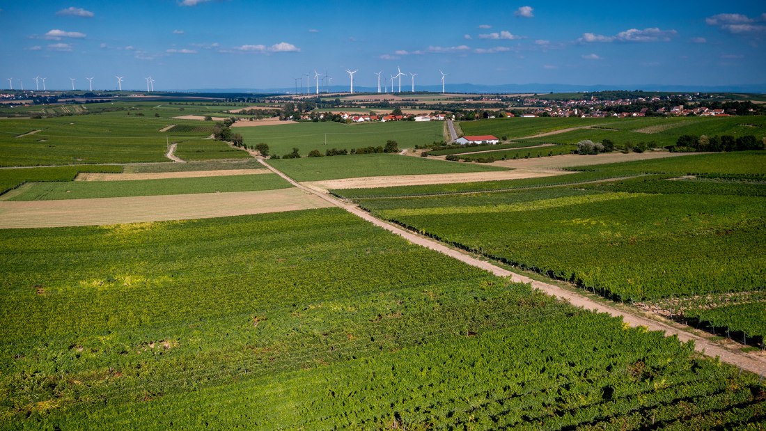 Dittelsheimer Leckerberg Dittelsheimer Leckerberg