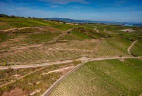 Binger Scharlachberg Binger Scharlachberg