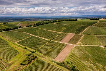 Zornheimer Guldenmorgen Zornheimer Guldenmorgen