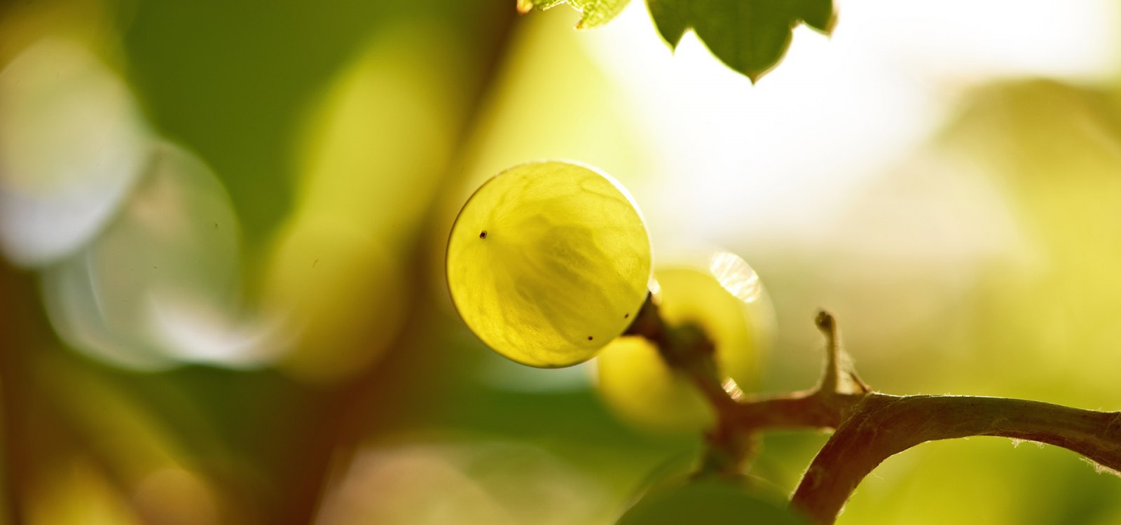 Riesling Beere Riesling Beere