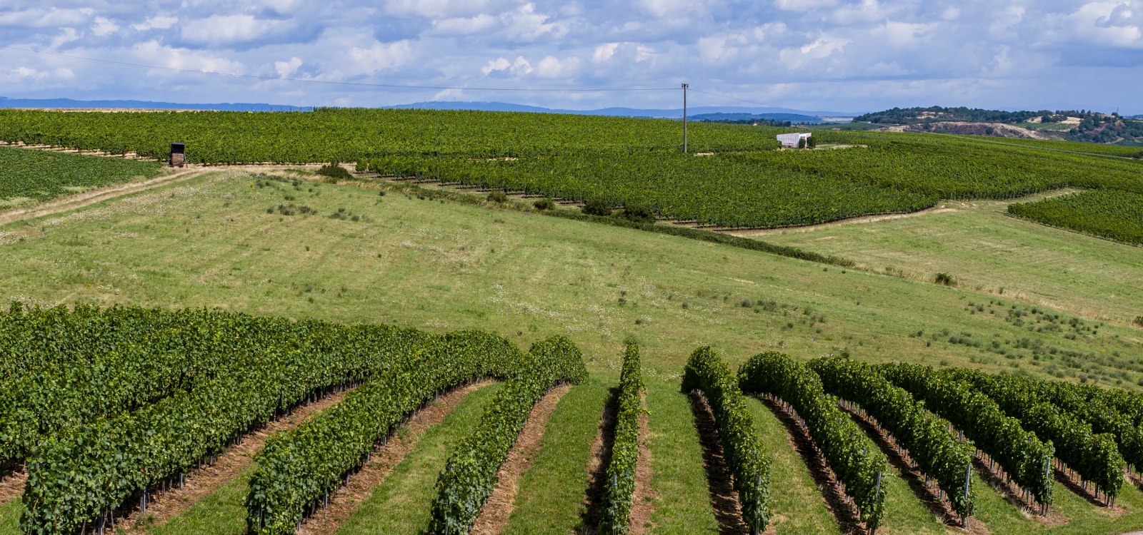 Tiefenthaler Graukatz Tiefenthaler Graukatz