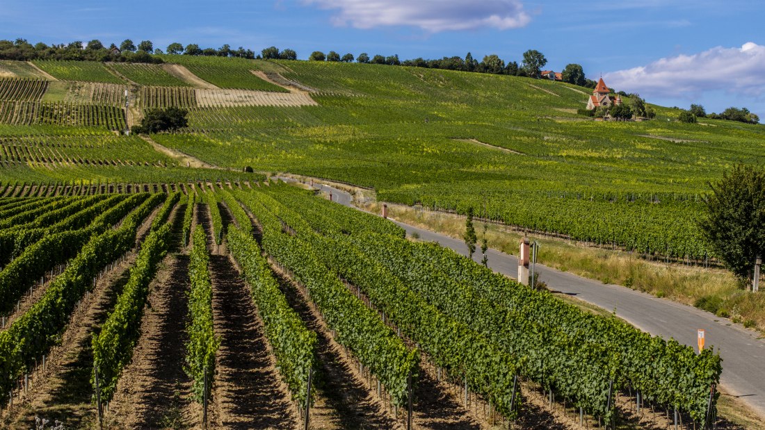 Gau-Bickelheimer Saukopf, © Torsten Silz Gau-Bickelheimer Saukopf, © Torsten Silz