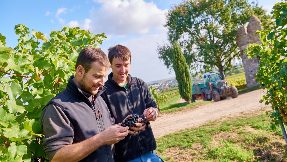 20151009_d800_7876_preview, © Weingut Geil 20151009_d800_7876_preview, © Weingut Geil