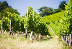 Weinland Nahe © Weinland Nahe e.V./ Moritz Attenberger Weinland Nahe © Weinland Nahe e.V./ Moritz Attenberger