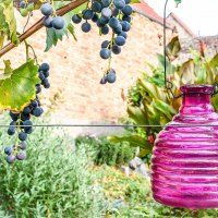 Weingarten Weingarten