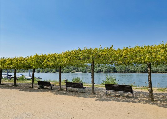 Rhine riverbank Heidenfahrt - View of Inselrhein 1 Rhine riverbank Heidenfahrt - View of Inselrhein 1