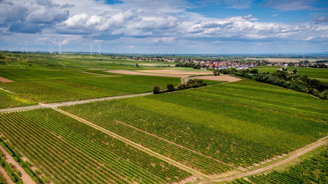 Nieder-Flörsheimer Frauenberg Nieder-Flörsheimer Frauenberg