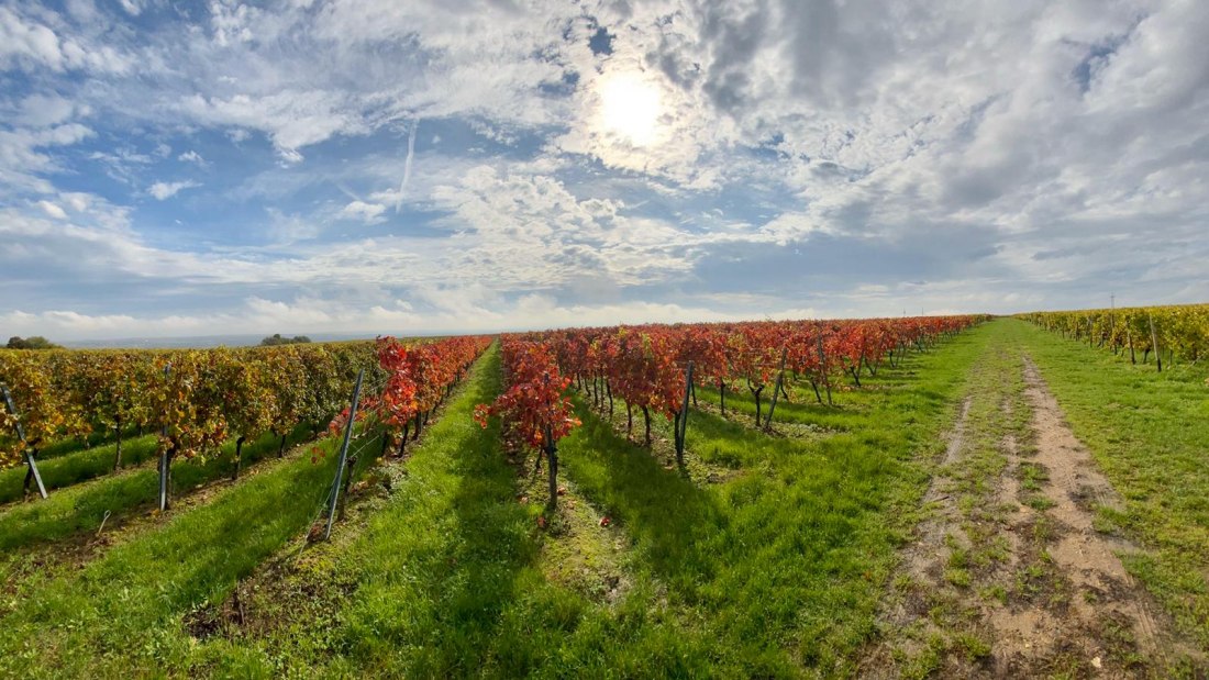 © Weingut Erwin Ginz © Weingut Erwin Ginz