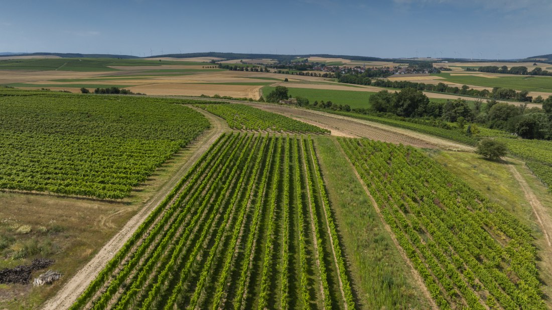 Eckelsheimer Eseltreiber, © Torsten Silz Eckelsheimer Eseltreiber, © Torsten Silz