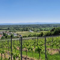 Aussicht Falkenberghütte © Tourismus Service Center der Verbandsgemeinde Rhein-Selz Aussicht Falkenberghütte © Tourismus Service Center der Verbandsgemeinde Rhein-Selz