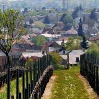 2016-05-02 (12) Winzenheim, Weinbergblick 2016-05-02 (12) Winzenheim, Weinbergblick