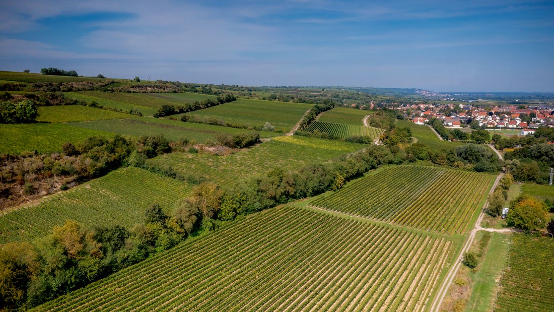 Guntersblumer Himmelthal Guntersblumer Himmelthal