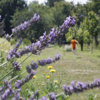 Lavendel und Blick in den Garten Lavendel und Blick in den Garten