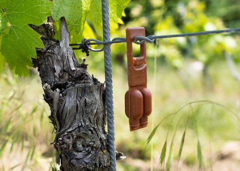 Dispenser im Weinberg, © Zum goldenen Hirschen Dispenser im Weinberg, © Zum goldenen Hirschen