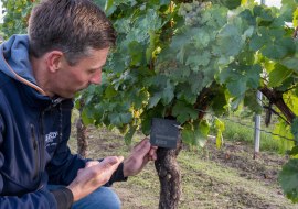 Rebstock-Paten, © Weingut Jürgen Bernhard Rebstock-Paten, © Weingut Jürgen Bernhard