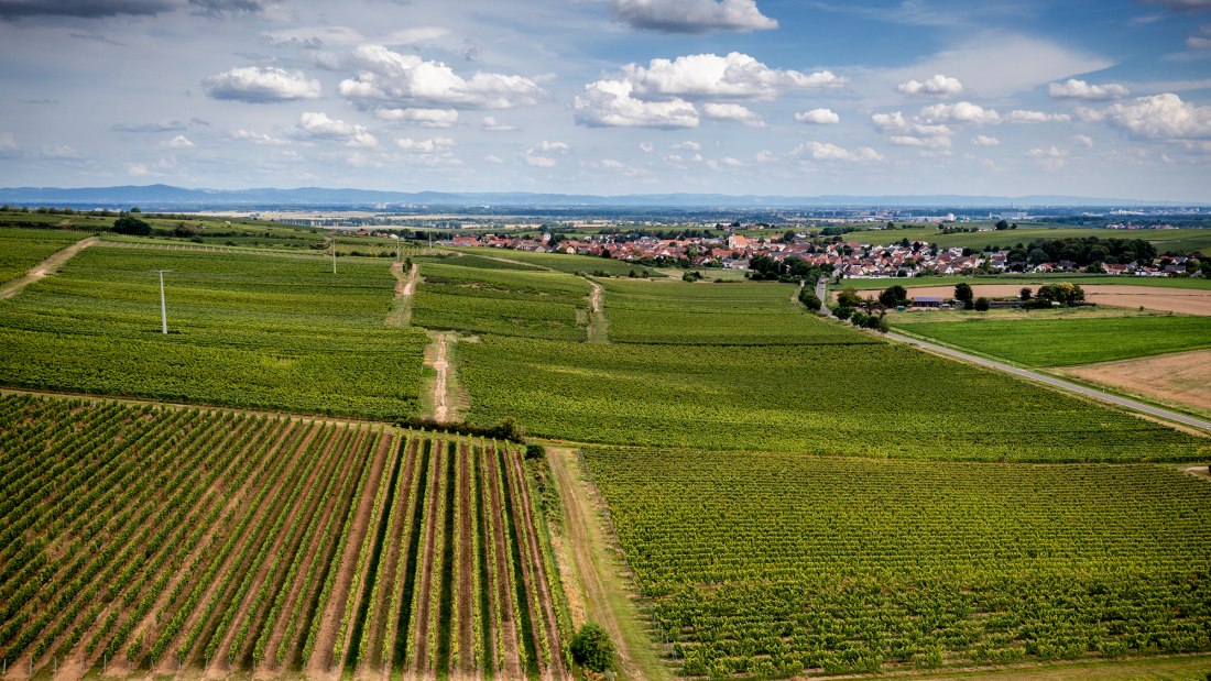 Bechtheimer Hasensprung Bechtheimer Hasensprung