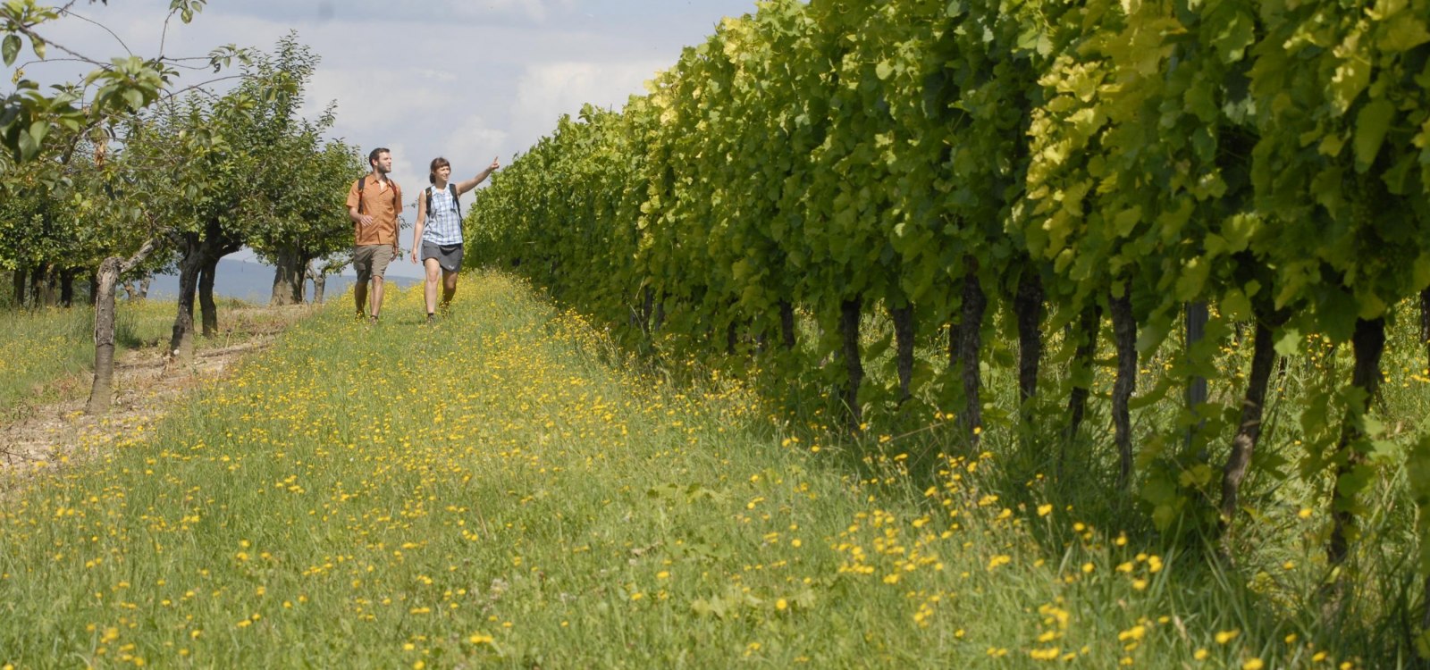 Weinberge bei Ober-Hilbersheim, © Uwe Feuerbach Weinberge bei Ober-Hilbersheim, © Uwe Feuerbach