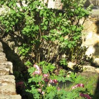 Vorgärtchen im April © Gabriele Liebig Vorgärtchen im April © Gabriele Liebig