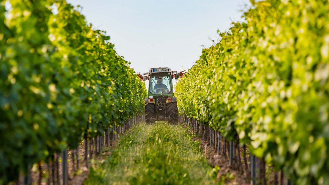 Weingut Hammen_Traktor, © Weingut Hammen Weingut Hammen_Traktor, © Weingut Hammen