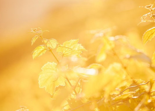 Weinland Nahe © Weinland Nahe e.V./ Moritz Attenberger Weinland Nahe © Weinland Nahe e.V./ Moritz Attenberger
