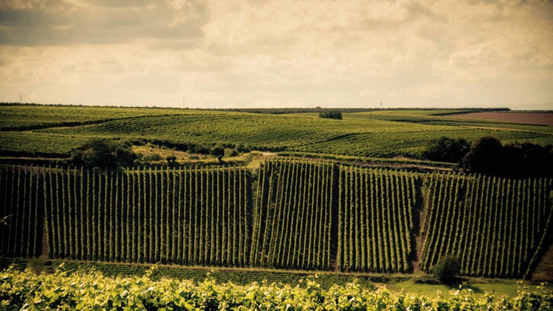 Weingut Espenhof_Weinreben, © Weingut Espenhof Weingut Espenhof_Weinreben, © Weingut Espenhof