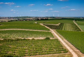 Dittelsheimer Leckerberg Dittelsheimer Leckerberg