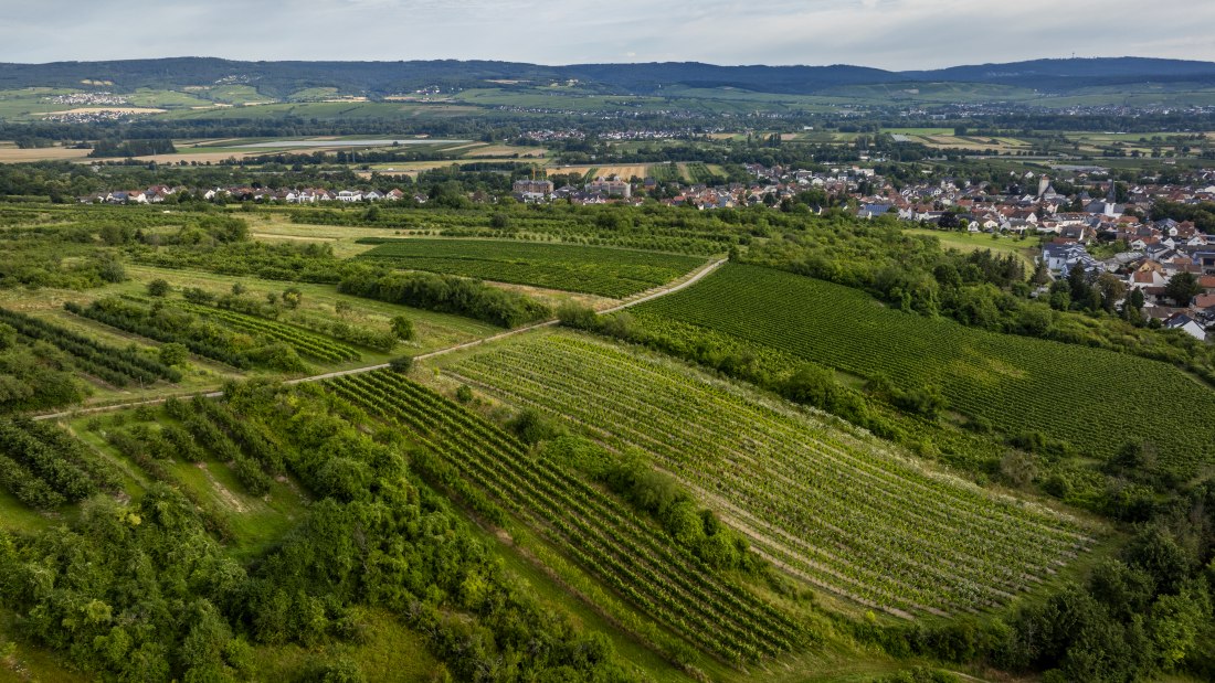Heidesheimer Geißberg, © Torsten Silz Heidesheimer Geißberg, © Torsten Silz