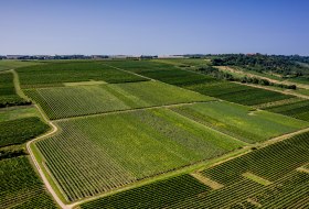 Gau-Algesheimer Johannisberg Gau-Algesheimer Johannisberg