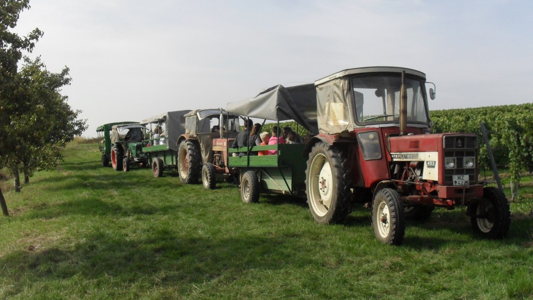 Weingut Bernhard_Weinbergsrundfahrt, © Weingut Bernhard Weingut Bernhard_Weinbergsrundfahrt, © Weingut Bernhard