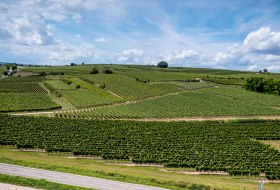 Bechtheimer Geyersberg Bechtheimer Geyersberg