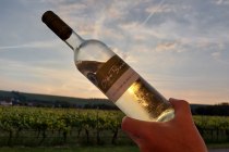 Weingut Otto Becker_bei Sonnenuntergang, © Weingut Otto Becker Weingut Otto Becker_bei Sonnenuntergang, © Weingut Otto Becker