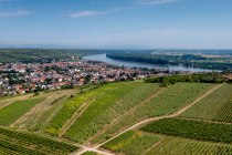 Niersteiner Parterberg-DJI_0222-178 Niersteiner Parterberg-DJI_0222-178