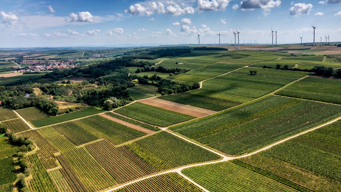 Flonheimer Rotenpfad, © Rheinhessenwein e.V./Torsten Silz Flonheimer Rotenpfad, © Rheinhessenwein e.V./Torsten Silz