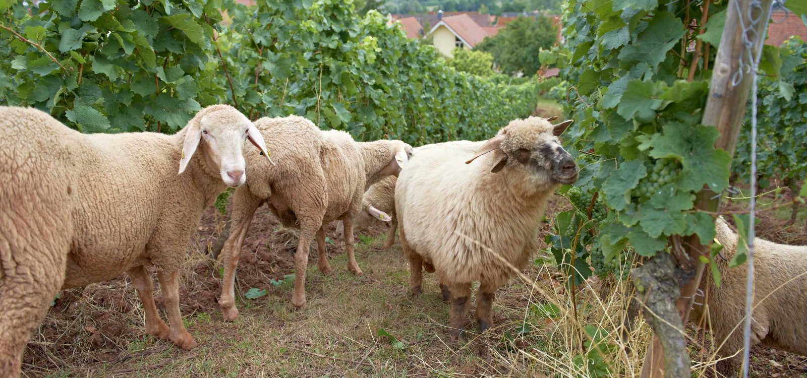 Exfoliation, defoliation Exfoliation, defoliation