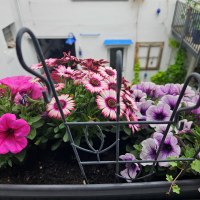 Blumenfenster Blumenfenster