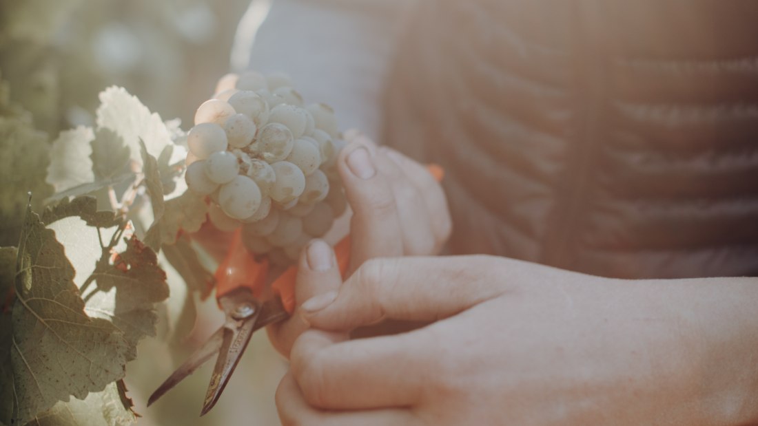 Weingut Bernhard_Rebschere, © Ines Barwig Weingut Bernhard_Rebschere, © Ines Barwig