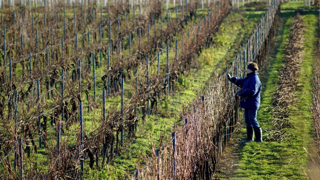 kissel1, © Weingut Kissel kissel1, © Weingut Kissel