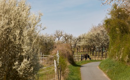 Selztalidylle im Frühjahr, © Vincent Dommer Selztalidylle im Frühjahr, © Vincent Dommer