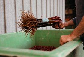 Weingut Peth-Wetz_Triebe © Weingut Peth-Wetz Weingut Peth-Wetz_Triebe © Weingut Peth-Wetz