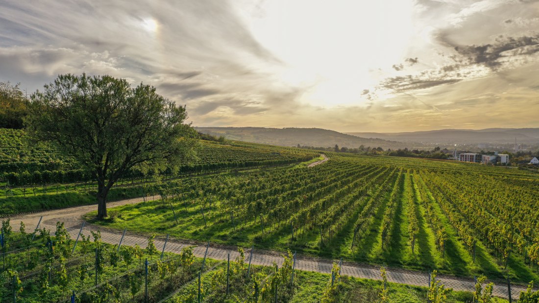 © Ökoweingut Arndt F. Werner © Ökoweingut Arndt F. Werner