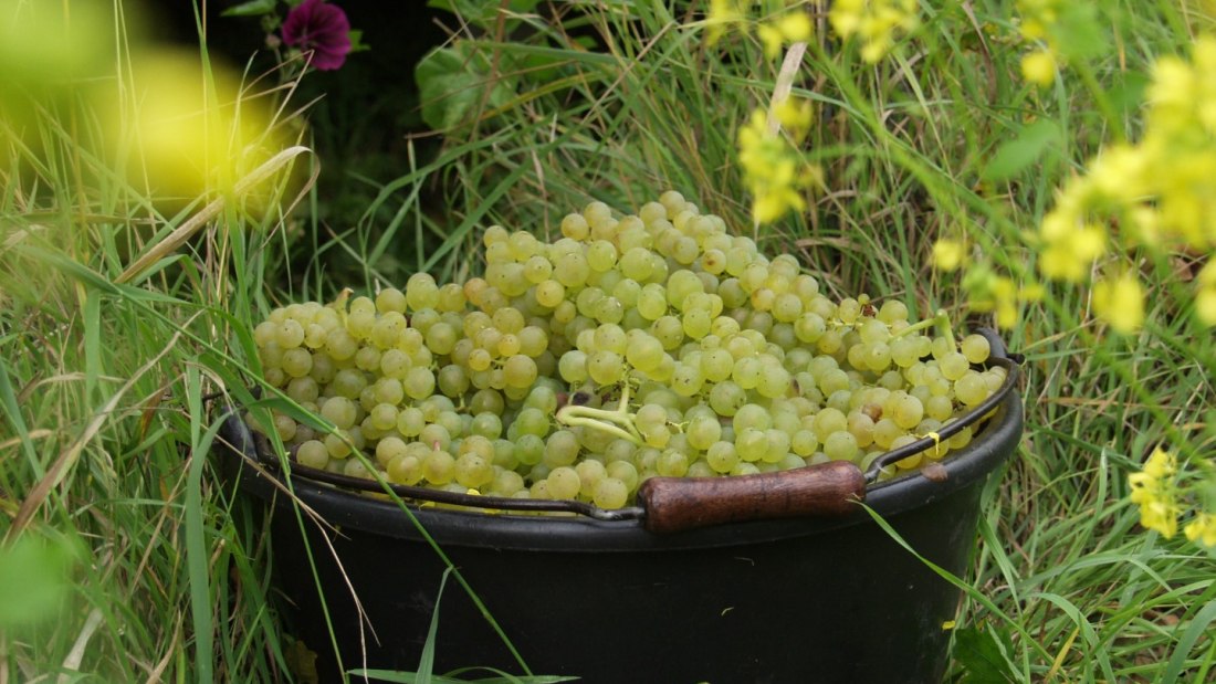 Weingut Brühler Hof_Lese, © Weingut Brühler Hof Weingut Brühler Hof_Lese, © Weingut Brühler Hof