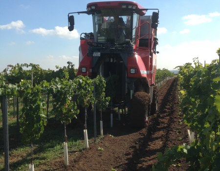 Vollernter Ernte, © Weinmanu Vollernter Ernte, © Weinmanu